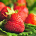 ස්ටෝබෙරි (Strawberries) ආහාරයට ගැනීමට නිසා සෞඛ්යට ඇති වන වාසි 10.