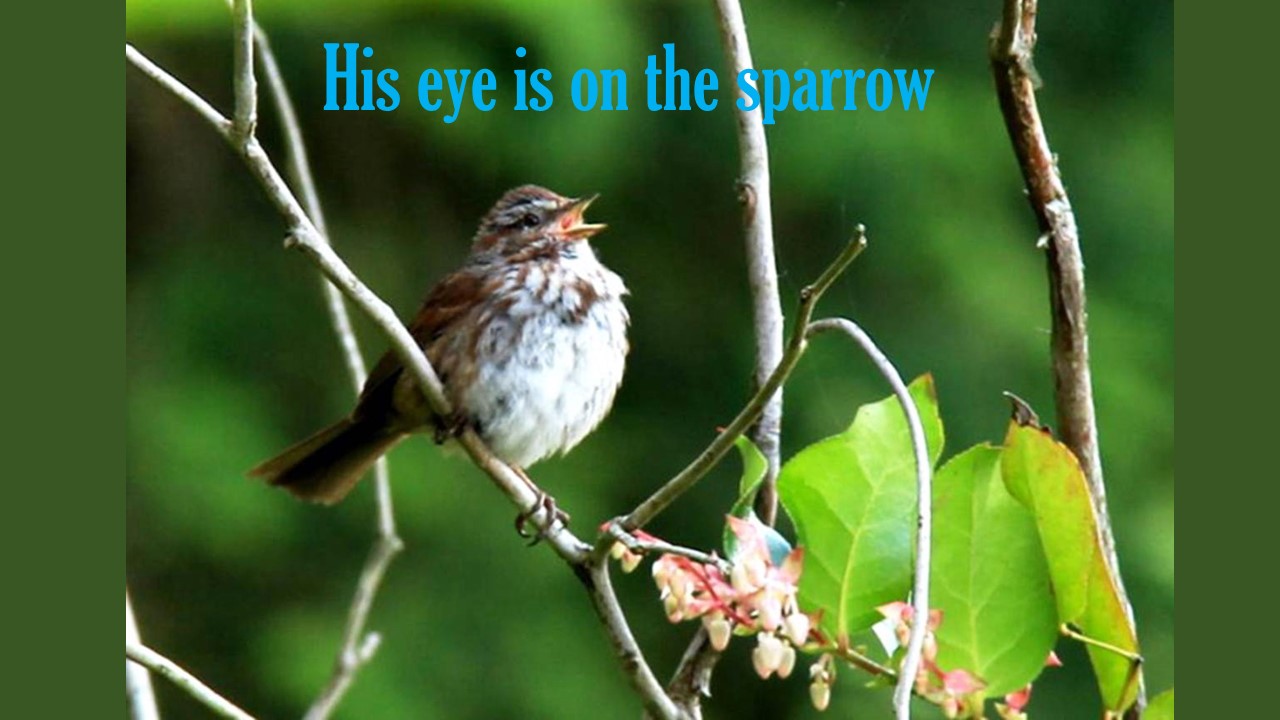 A Little Bird Told Me