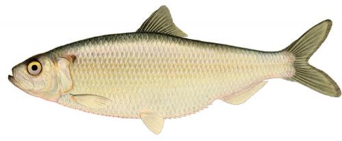 Ikan Herring