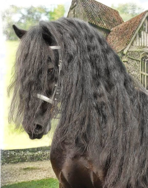 pura-sangre-fotografias-de-cabezas-de-caballos-negros caballos-negros-fotos-artisticas