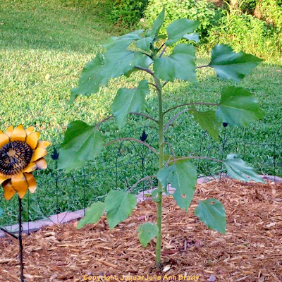 The Last Sunflower of Summer photographed September 10, 2013 The Last Sunflower of Summer photographed September 10, 2013