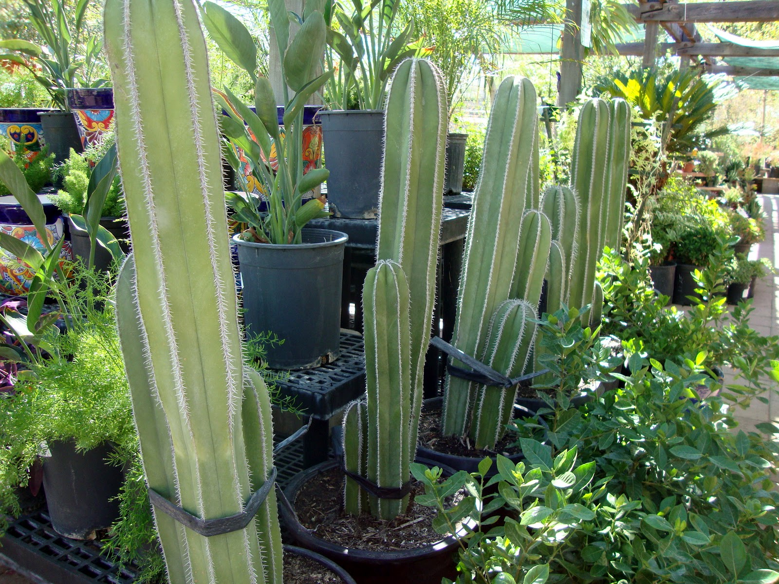 danger garden Desert Gardens Nursery, Phoenix, AZ&hellip;