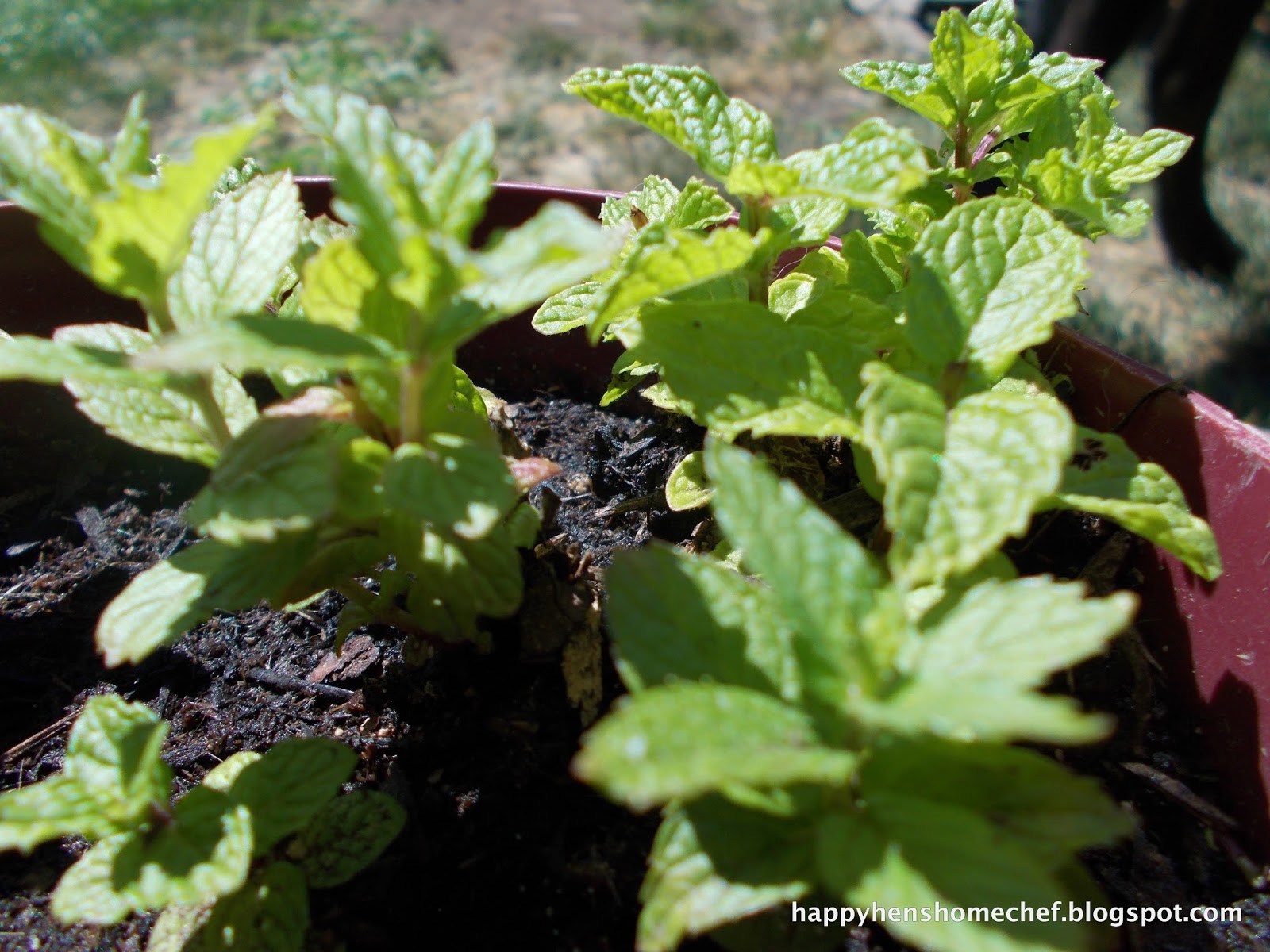 Fresh garden mint