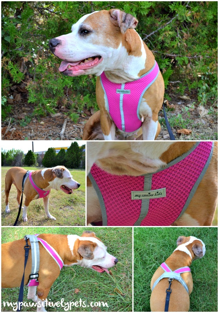 The Perfect Fitting Dog Harness My Canine Kids Precision Fit Harness