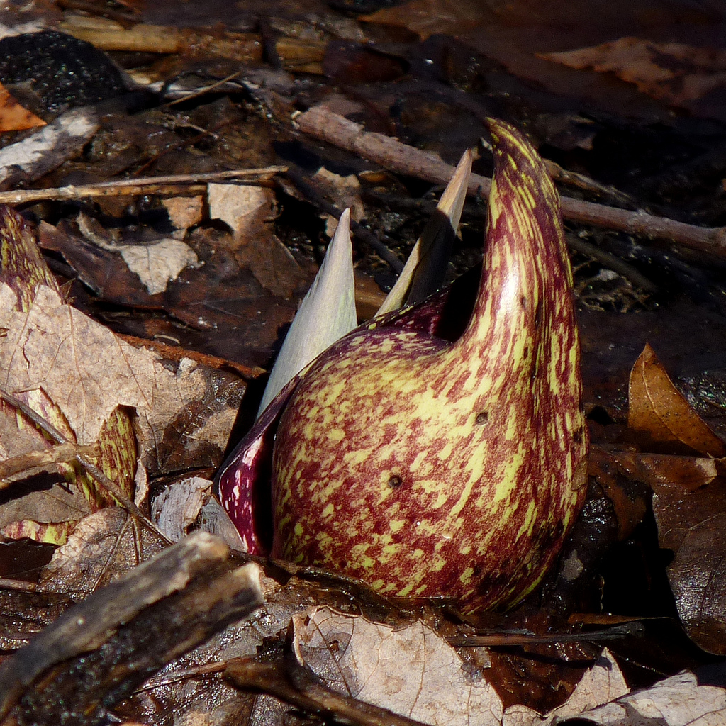 Real Monstrosities Skunk Cabbage