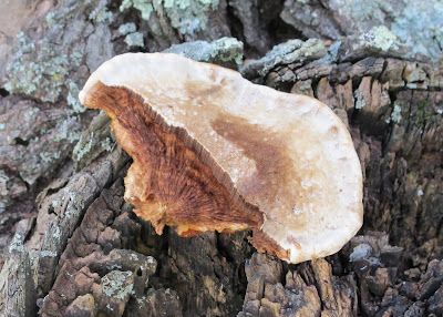Mushrooms 1, upside down