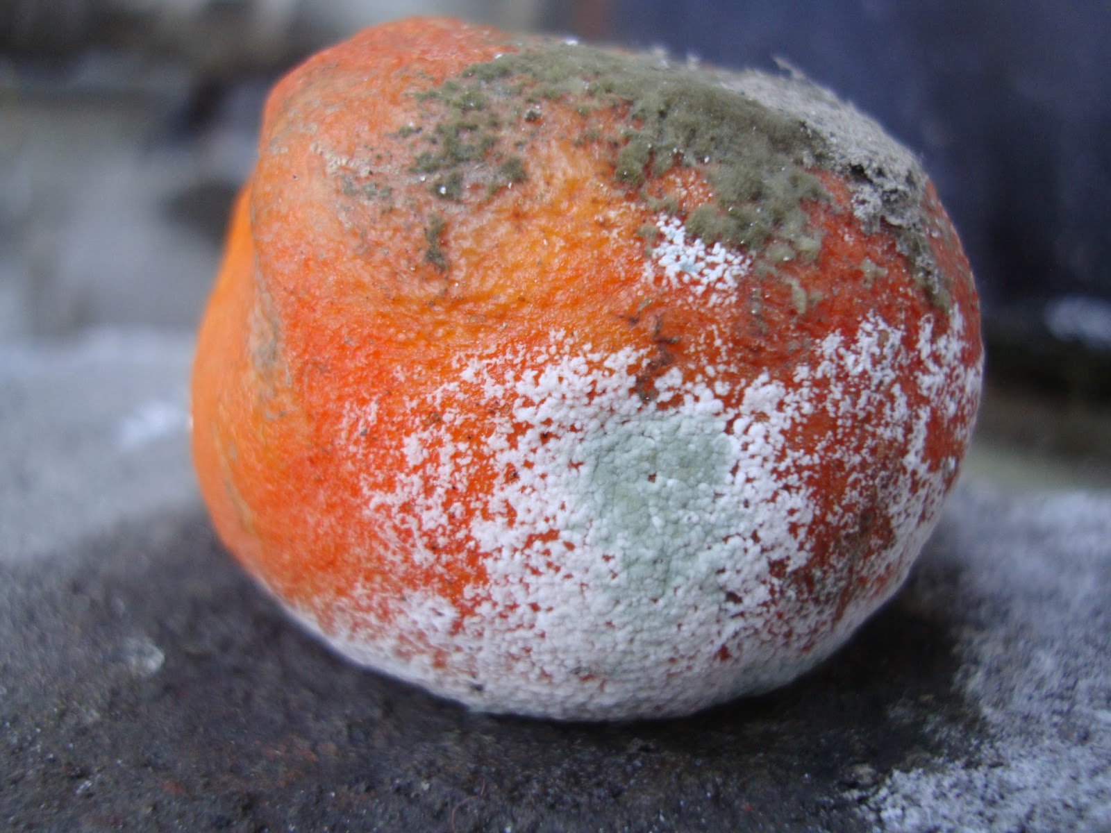 The green one above is the previous mold and the white is the new one, notice small green patches.