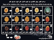 مراحل نمو الجنين