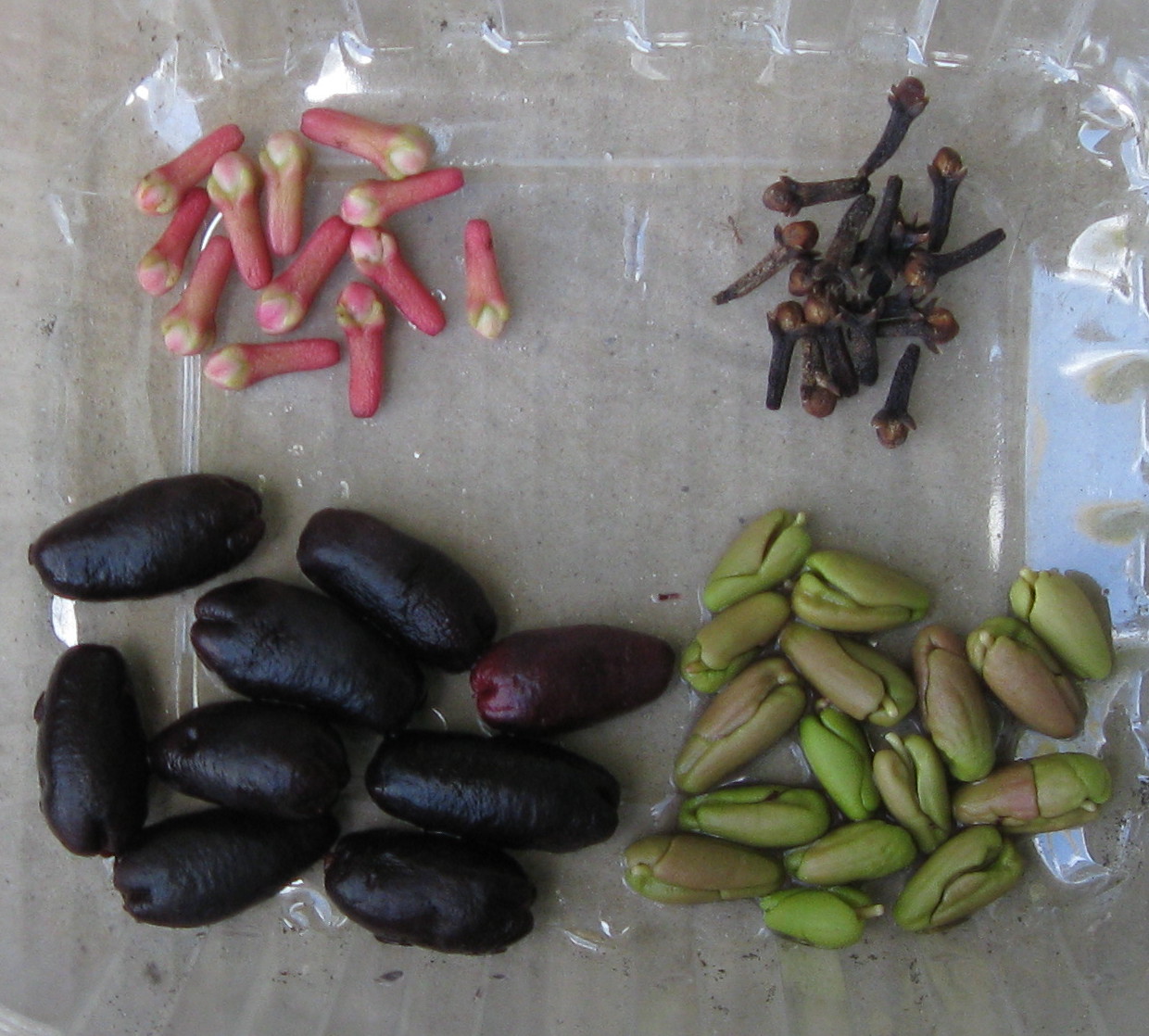 HiloBeads Clove seeds, clove seedlings and cloves
