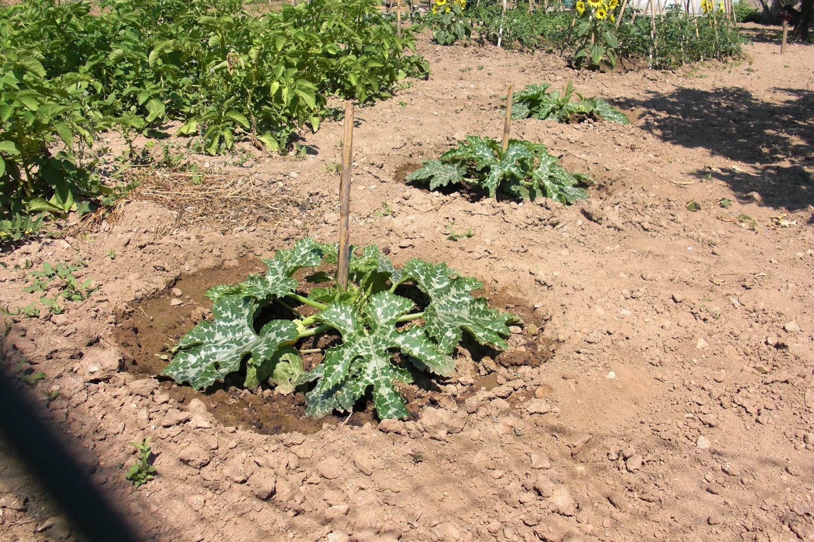 VegHeadz: Italian Vegetable Gardens