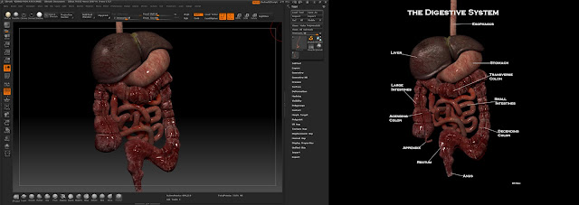 The Polygon Monkey: Digestive System done in Modo and ZBrush