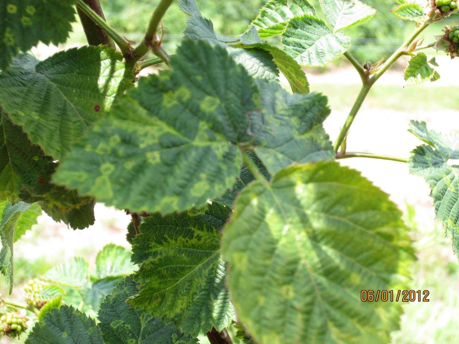 Team Rubus SRSFC Agent Training Caneberry Viruses