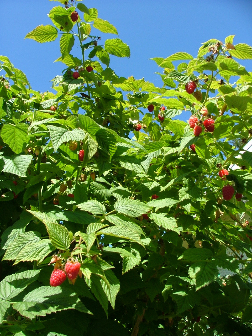 Oregon Coast Gardener Strategies for Growing Fruit on the Oregon Coast