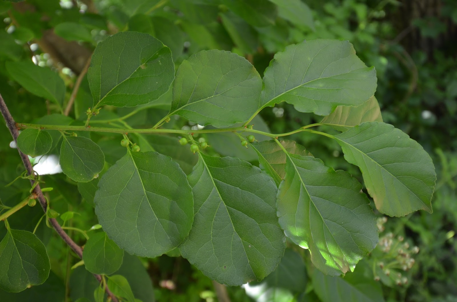 Glastonbury Bittersweet Battlers Invasive Plants Journal