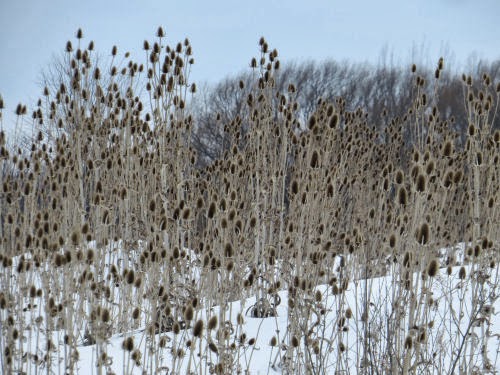 teasel