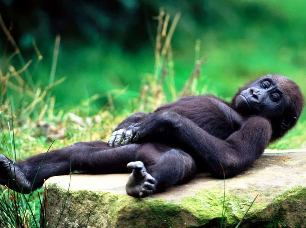 Gorilla HD Wallpapers ~ Animals World