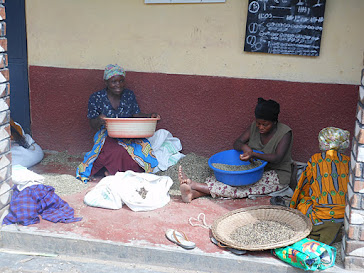 Hand Sorting Coffee Beans