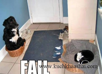 12 Funny Animal Fails