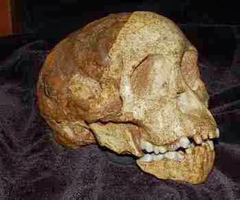 http://sciencythoughts.blogspot.co.uk/2012/05/skull-closure-in-taung-infant.html