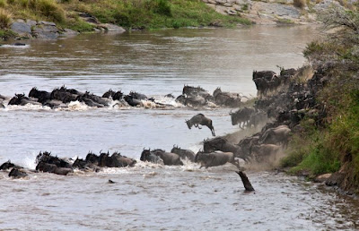 Amazing Story In Kenya Antelope Saved by a Hippo Seen On www.coolpicturegallery.us