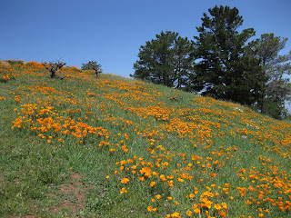 Poppy-covered hillside with old grape vines and trees at Ridge Winery.