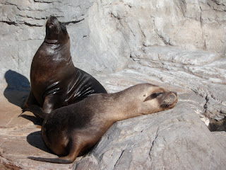 Sea lions in the sun at L 'Oceanogràfic Valencia