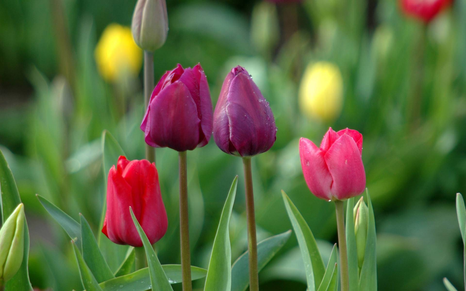Beautiful Tulips Wallpapers