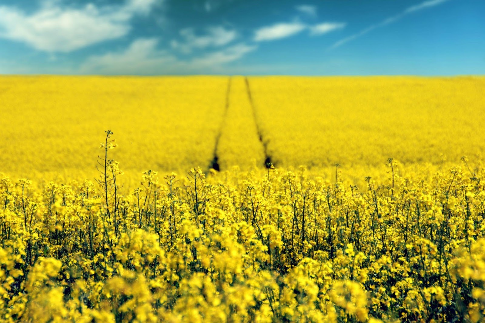 all about rapeseed oil