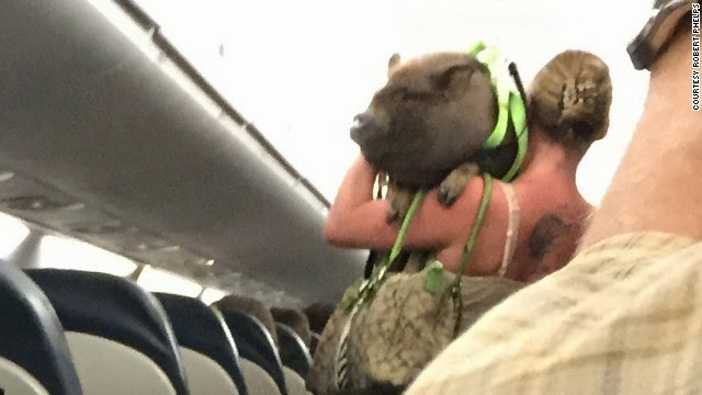 register as emotional support animal terrierman s daily dose the quot emotional support animal quot scam register as emotional support animal terrierman s daily dose the quot emotional support animal quot scam