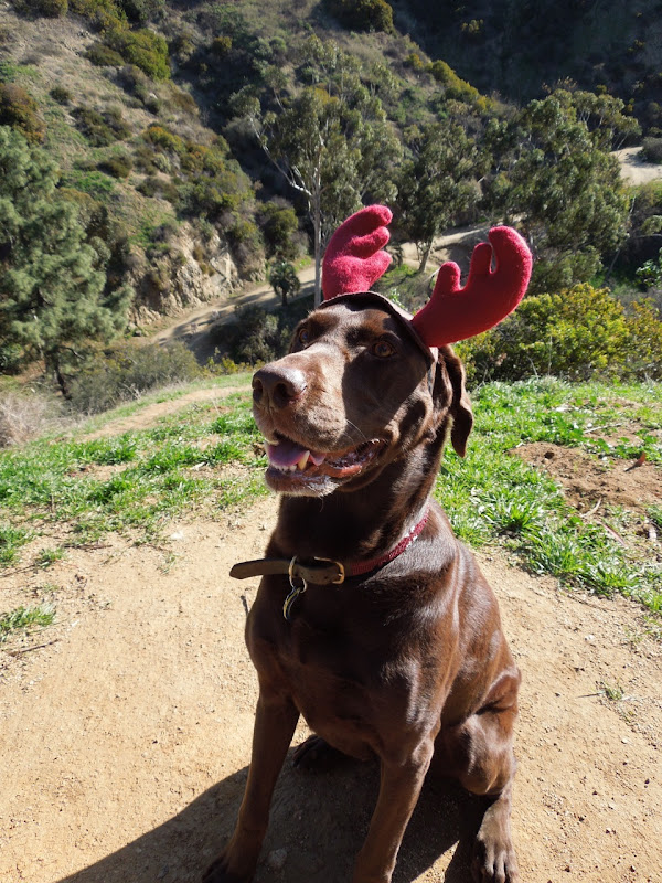 Antibes dog reindeer antlers