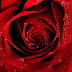 DIA DAS MÃES