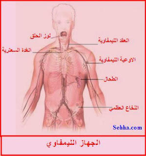 الجهاز الليمفاوي Lymphatic System الجهاز الليمفاوي Lymphatic System