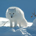 Fauna of Lapland