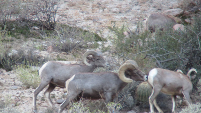 Arizona+Desert+Bighorn+sheep+with+Colburn+and+Scott+Outfitters+2.JPG