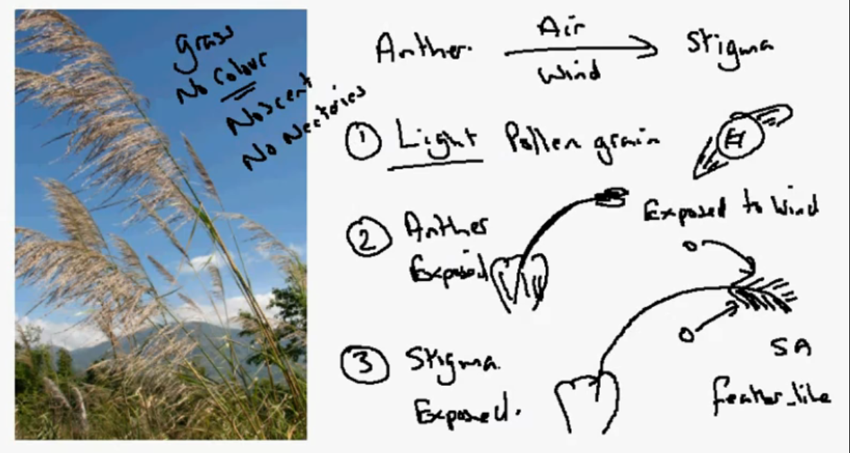 Jakraraj's Biology 3.3b Describe the structures of an insect
