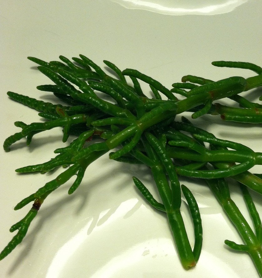 Greg�s World on a Plate Sea Beans