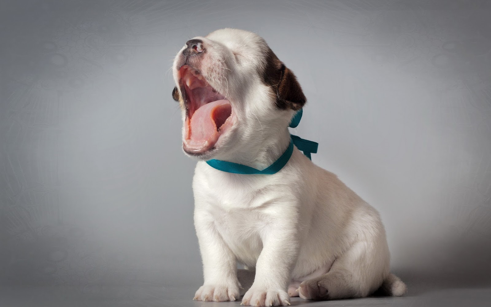 Lovely Cute Sleepy Puppy Funny Wallpaper in HD