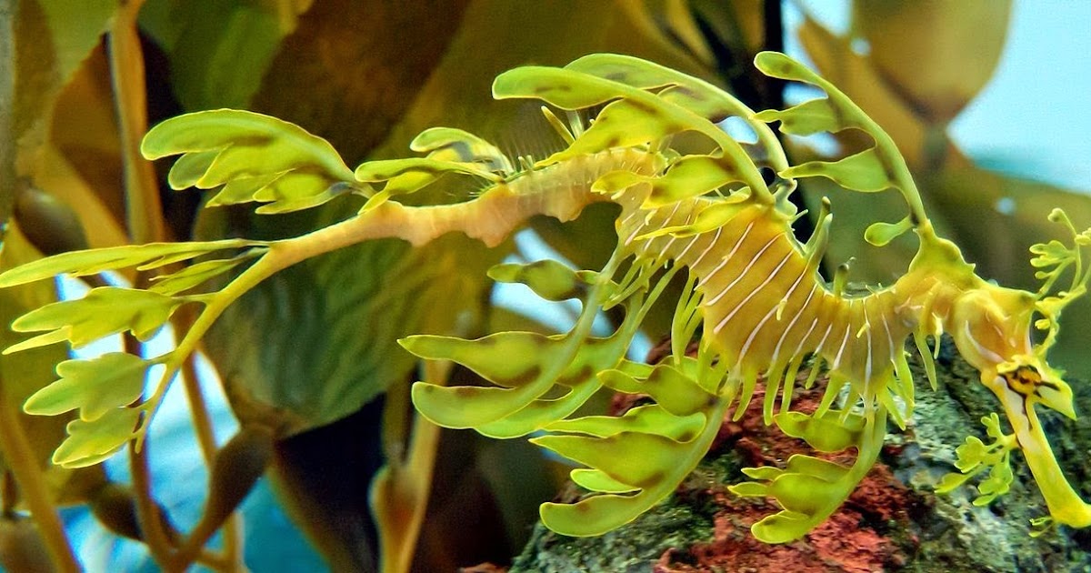 leafy sea dragon habitat