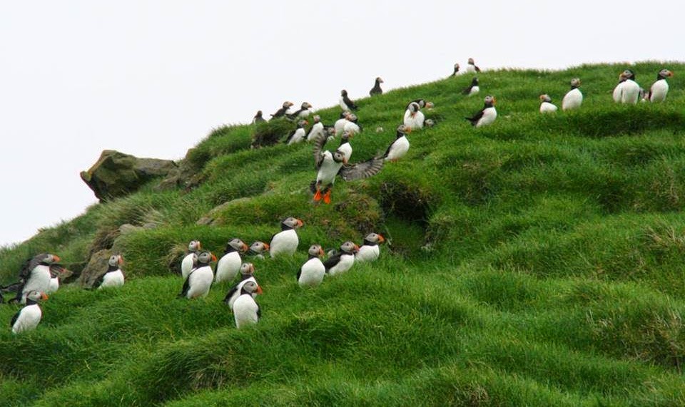 Puffins
