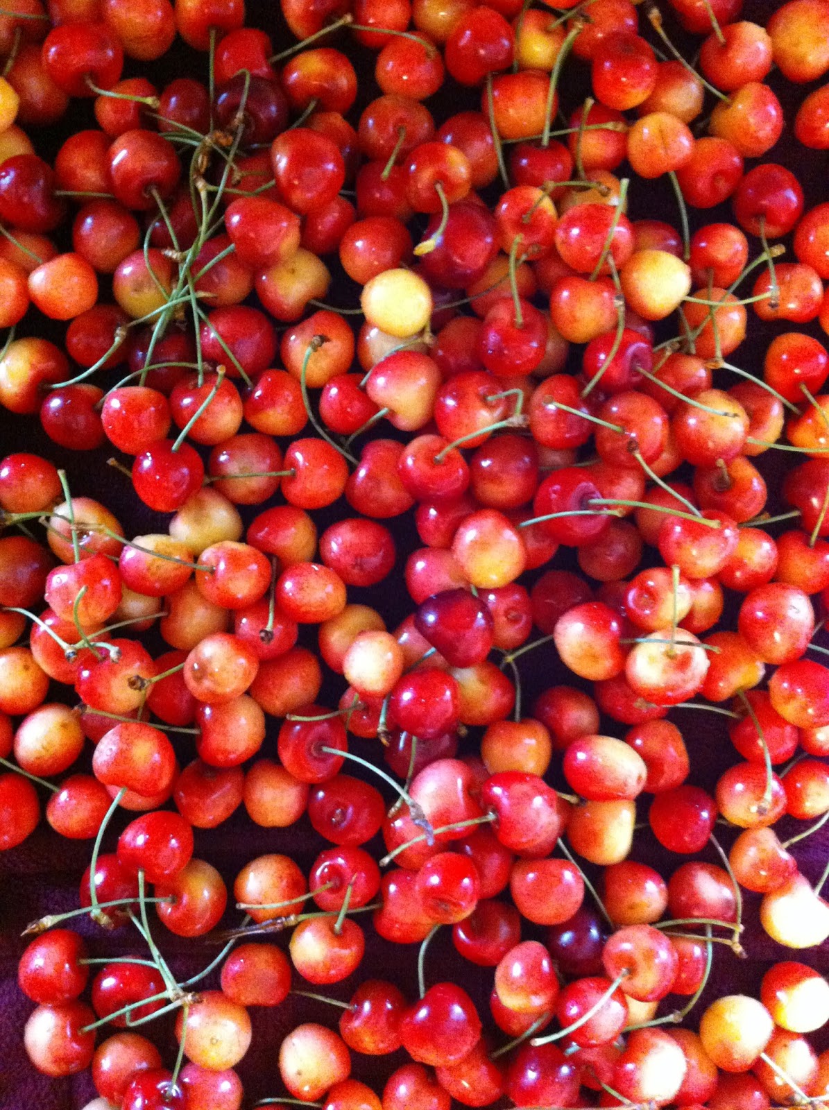 NoMaSoFa UPick Update Rainier Cherries in Season