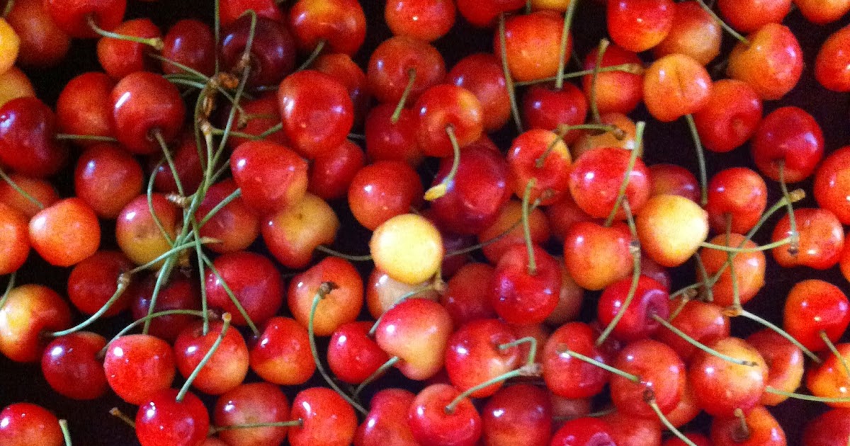 NoMaSoFa UPick Update Rainier Cherries in Season
