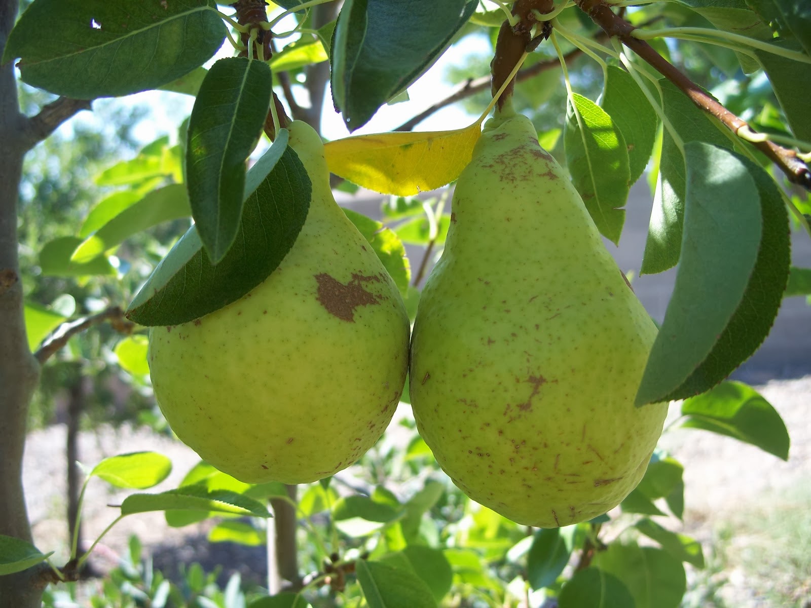 Trees That Please is a New Mexico Tree Nursery..