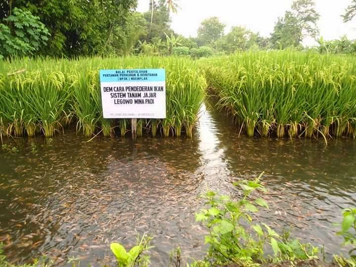 In Photos Amazing Ricefish farming in China, Indonesia Captivates