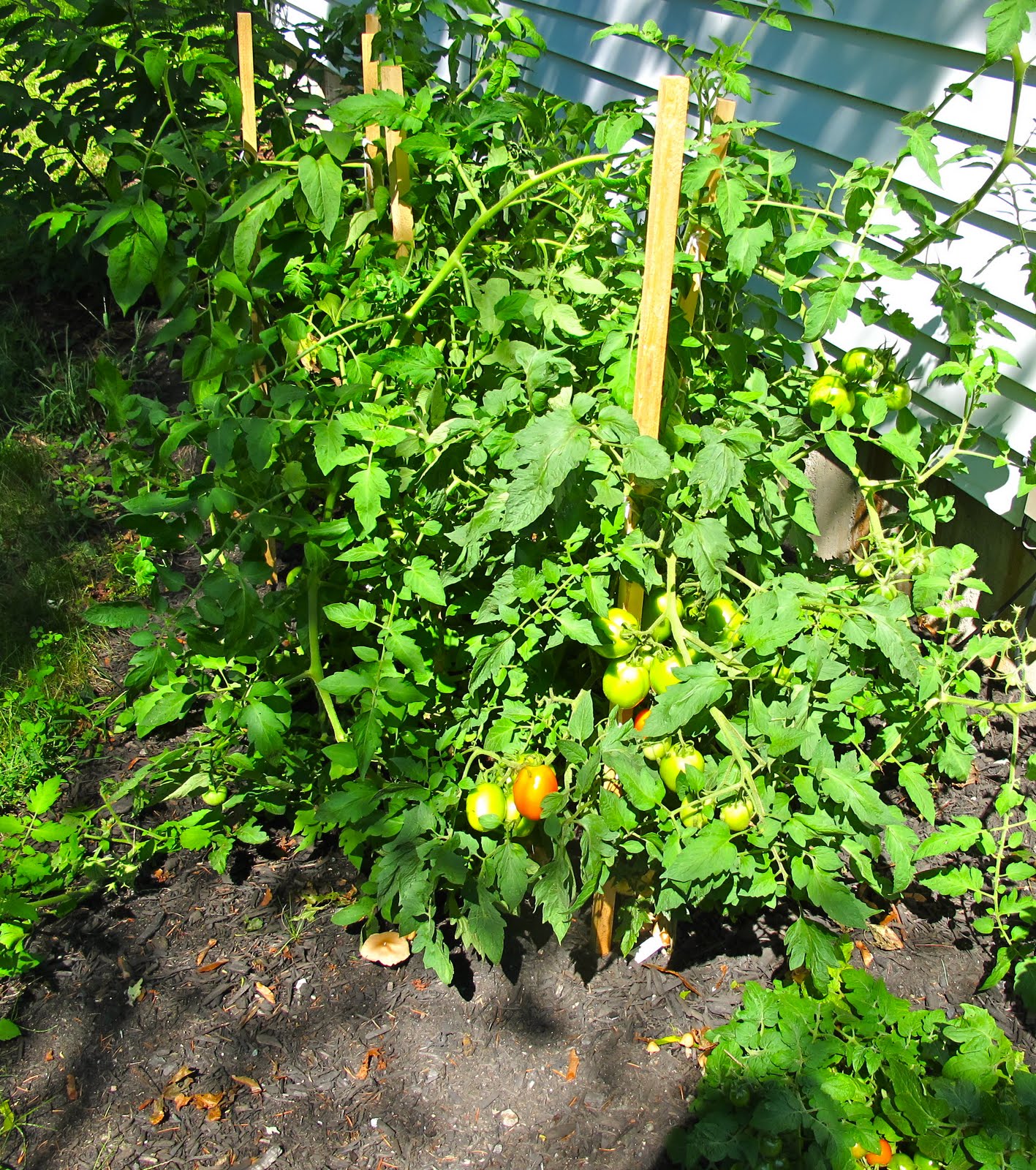 Jenny Steffens Hobick Tomato Season Heirloom Tomato Recipes