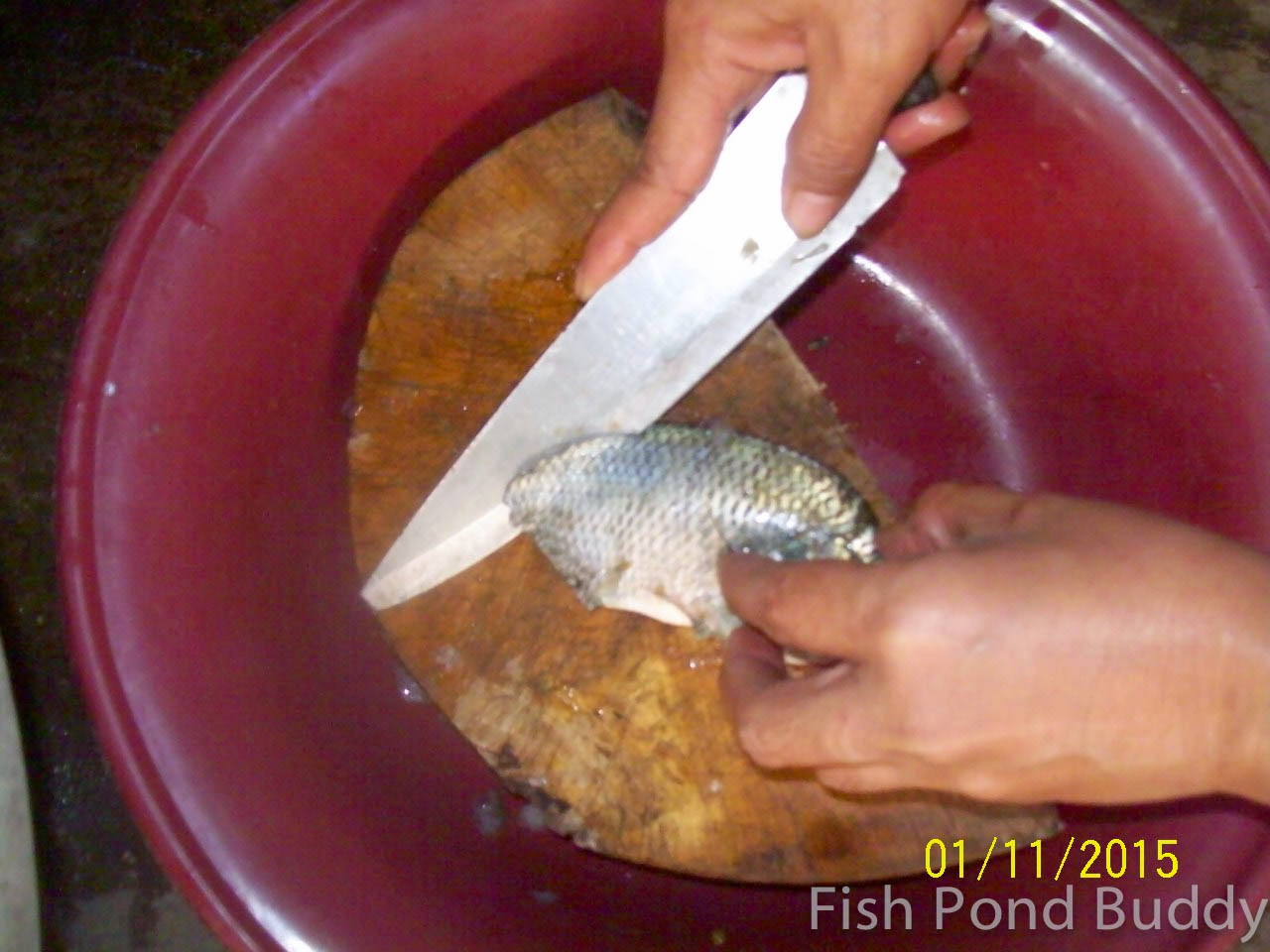 Fish Pond Buddy How to Clean and Make Sundried Tilapia
