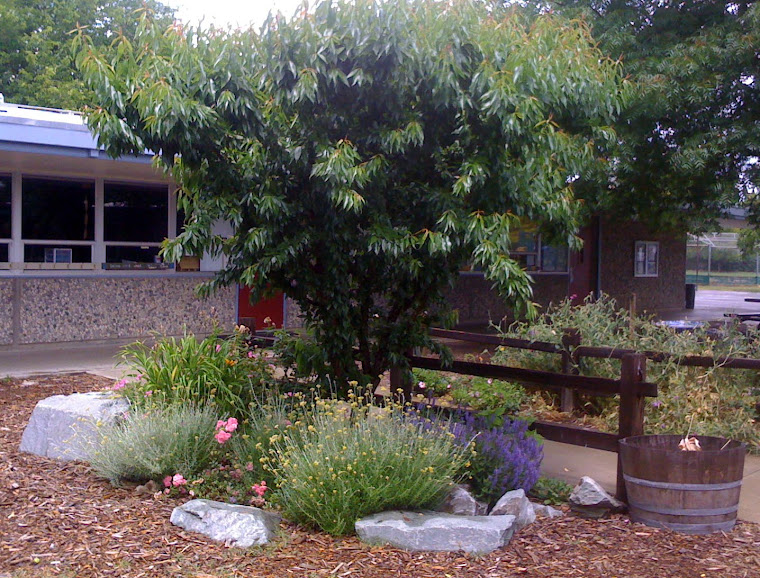 Sitting Rock Garden in Late Spring