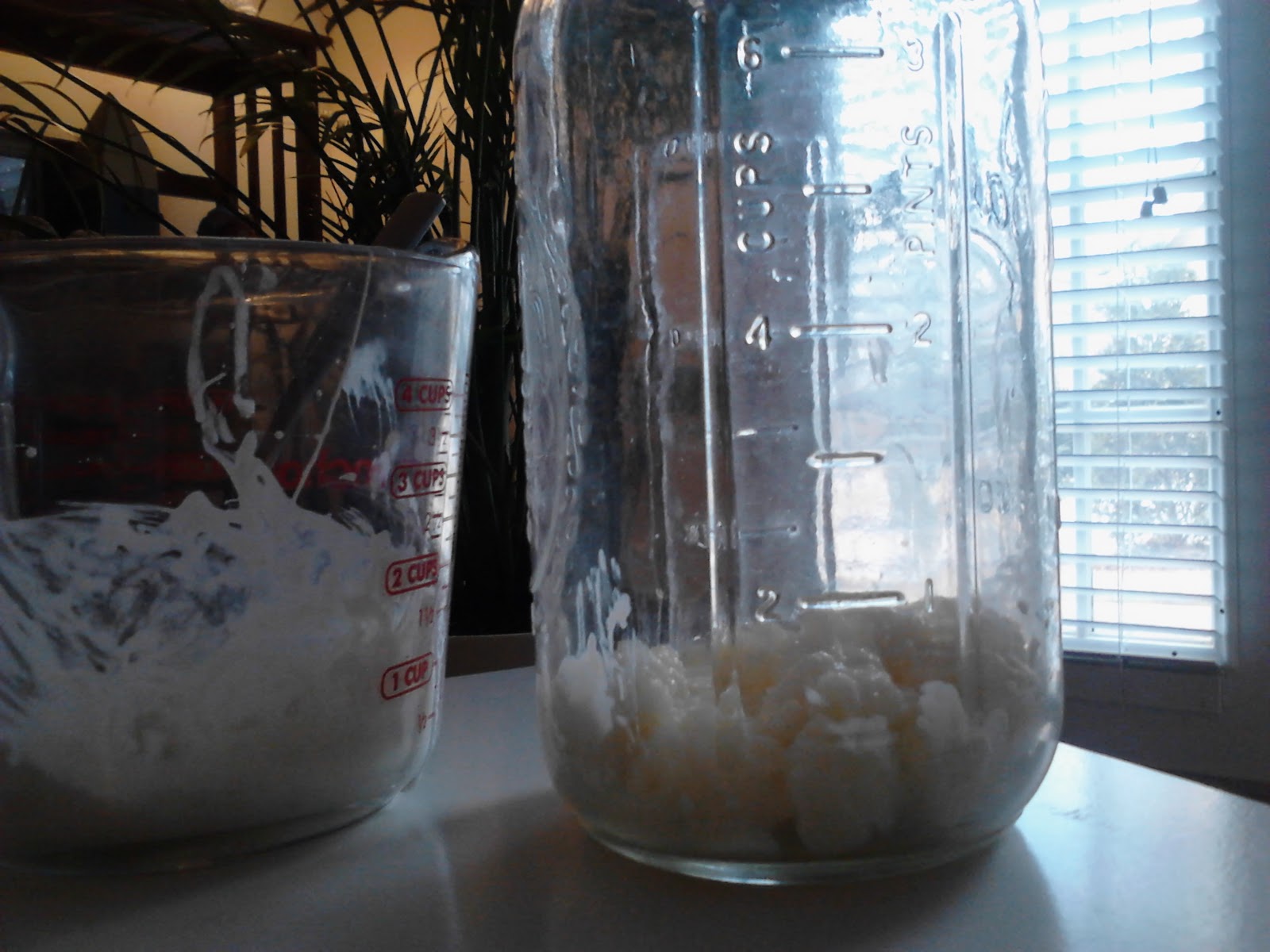 Zen Kefir Kefir Separation Why Isn't My kefir Separating?