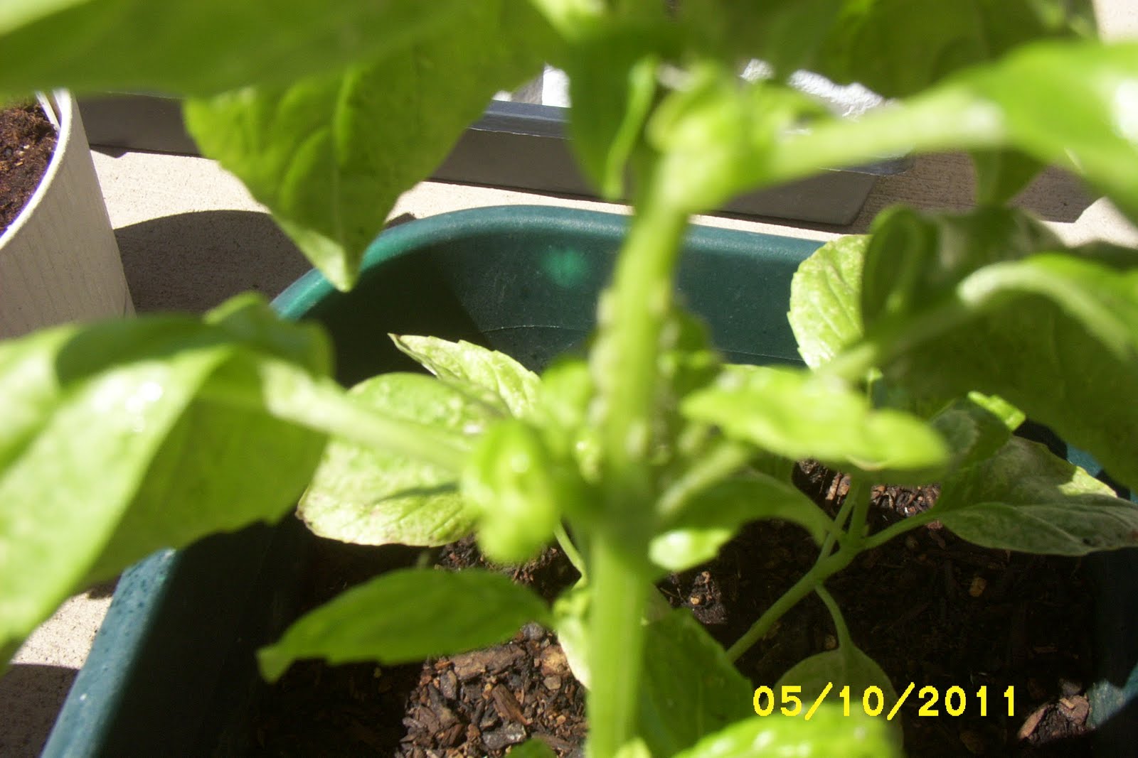How Does My Garden Grow Bugs on Basil