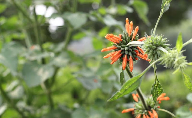 Lions Ear Flowers Pictures