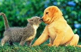 Animales tiernos 2015 - 2016 Animales tiernos 2015 - 2016